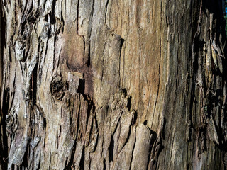 imagen textura corteza tronco árbol eucalipto