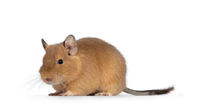 Cute orange sand Degu rodent pet, walking side ways. Looking ahead away from camera. Isolated on a white background.