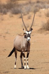 Gemsbok in the Kgalagadi