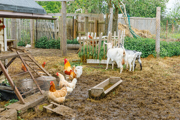 Goat and free range chicken on organic animal farm freely grazing in yard on ranch background. Hen...