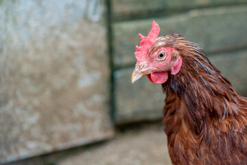 Close up of a white and brown chicken