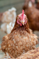 Close up of a white and brown chicken