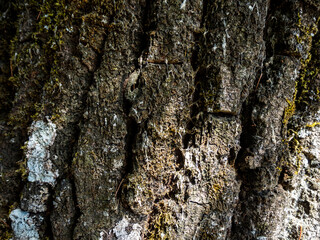 textura corteza árbol