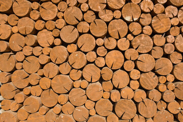  Wood cut texture with tree rings. Decorative wall Background