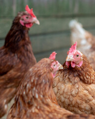 Close up of white-brown chickens