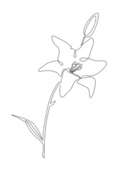 Garden lily. Exotic and aromatic beauty. Continuous line drawing. Vector illustration