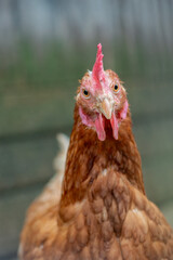 Close up of a white and brown chicken