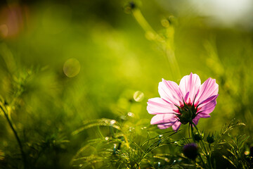 Cosmos flower with green background, in the garden  Lumphun Thailand