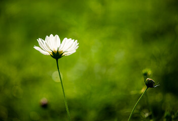 Cosmos flower with green background, in the garden  Lumphun Thailand