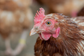 Close up of a white and brown chicken