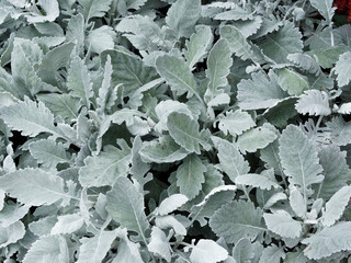 Jacobaea maritima ou senecio cineraria | Cinéraires ou sénéçons maritimes 'Cirrus' feuillage...