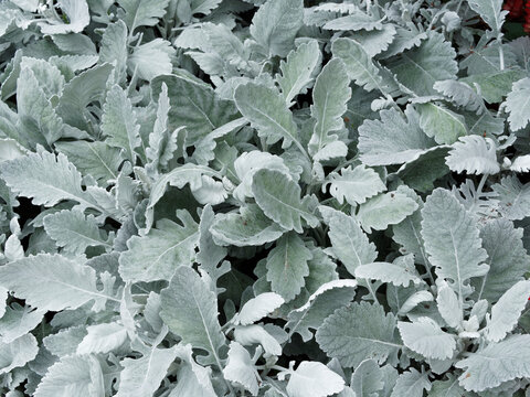 Jacobaea maritima ou senecio cineraria | Cin&eacute;raires ou s&eacute;n&eacute;&ccedil;ons maritimes 'Cirrus' feuillage d&eacute;coratif &agrave; lobes arrondis gris duveteux argent&eacute; 