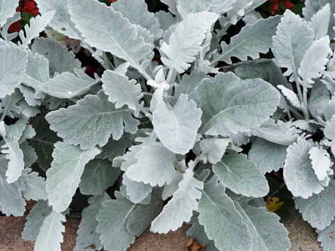 Senecio cineraria 'Cirrus' ou Cin&eacute;raire maritime ou argent&eacute;. Arbrisseau au feuillage laineux, &eacute;pais, lobes arrondis gris argent&eacute; &agrave; floraison dor&eacute;e au printemps