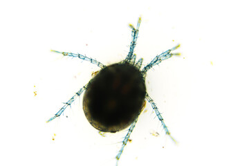 Water mite Hydrachnidia under the light microscope
