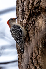 Red Bellied Woodpecker
