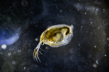 Microscopic image of zooplankton Water Flea Daphnia on darkfield