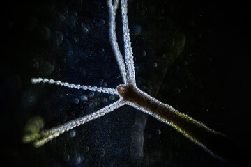 Hydra vulgaris on darkfield under a light microscope, freshwater hydra taken from the pond