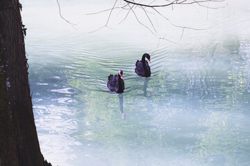 Beautiful pair of black swans is swimming in the pond in the park of the Sochi city, Russia