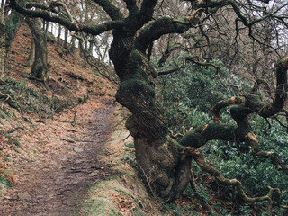 Obraz premium Errwood, Peak District