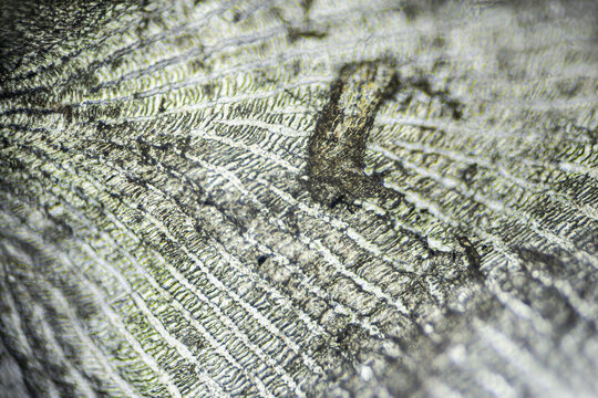 Natural marine fish scale under a microscope, fish scale close up
