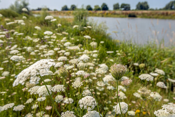 Budding wild carrot plant in the foreground of a large field of white flowering wild carrots plants at the water's edge. The photo was taken on a sunny day in the Dutch summer season.