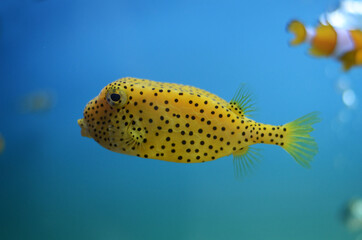 Yellow Boxfish Swimming in The Aquarium Thailand