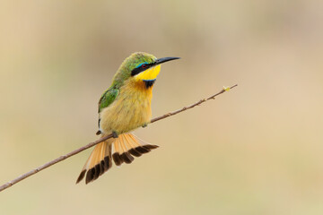 Little bee-eater (merops pusillus)  sitting on a branch  in Kruger national park in South Africa      