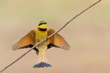 Little bee-eater (merops pusillus)  flying in Kruger national park in South Africa  