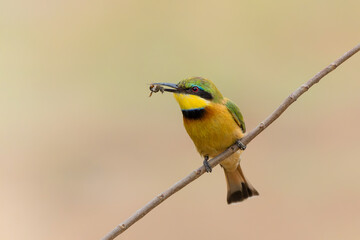 Little bee-eater (merops pusillus)  sitting on a branch  in Kruger national park in South Africa      