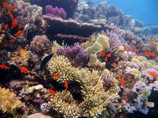 red sea hard coral reefs