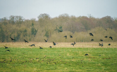 Obraz na płótnie Canvas a parliament of rooks (Corvus frugilegus) in flight over Salisbury Plain, Wiltshire UK 