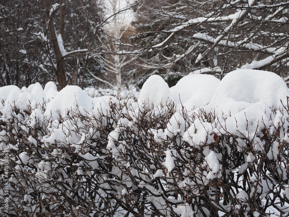 Canvas Prints Snowfall. Snow-covered bushes close-up. View of the rural countryside landscape. Gray calm winter landscape. Natural background