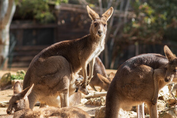 Naklejka na ściany i meble A mature gray Australian kangaroo standing in the sun, blurred background.