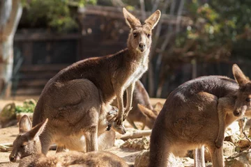 Foto auf Acrylglas A mature gray Australian kangaroo standing in the sun, blurred background. © yosefhay
