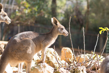 A mature gray Australian kangaroo standing in the sun, blurred background.