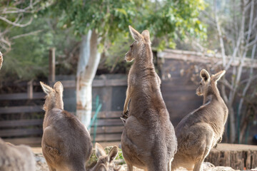 A group of Eastern gray kangaroo standing in the sun, blurred background.