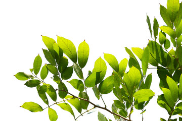 Green tree branch isolated on white background