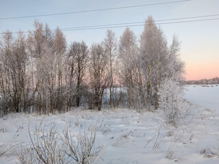 Snow covered plants and tree branches. Winter rural  natural landscape.