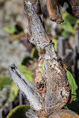 Dead cactus close up