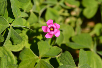 Pink wood sorrel