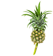 Pineapple isolated on white background.