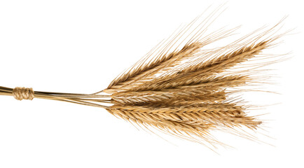 Wheat spikelets isolated on white background.