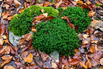 moss on the ground
