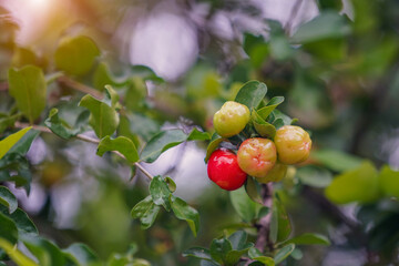 Fresh organic Acerola cherry on the tree.