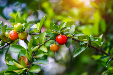 Fresh organic Acerola cherry on the tree.
