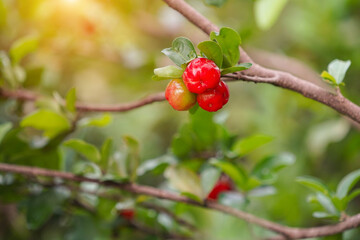 Fresh organic Acerola cherry on the tree.