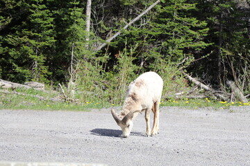 Beautiful billy goat family is playing. Wonderful road trip through Banff and Jasper national park in British Columbia, Canada. An amazing day in Vancouver. What a beautiful nature in Canada.