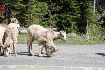 Beautiful billy goat family is playing. Wonderful road trip through Banff and Jasper national park in British Columbia, Canada. An amazing day in Vancouver. What a beautiful nature in Canada.