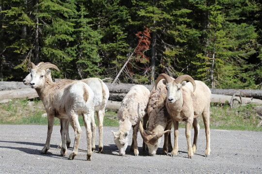 Beautiful Billy Goat Family Is Playing. Wonderful Road Trip Through Banff And Jasper National Park In British Columbia, Canada. An Amazing Day In Vancouver. What A Beautiful Nature In Canada.