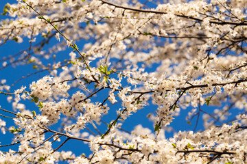 Floral background with blossoming branches of apricot